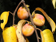 American Persimmon Seedling, 2nd Year